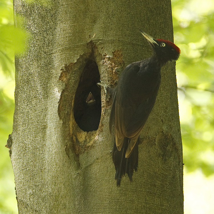 Dryocopus martius Black Woodpecker Zwarte Specht